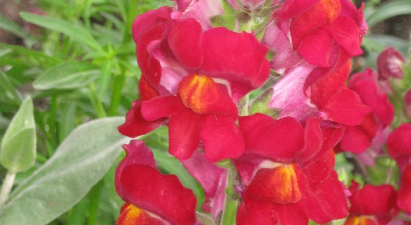 Гостиница u Lizy Коктебель-10