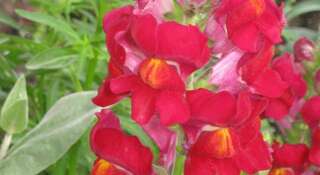 Гостиница u Lizy Коктебель-6